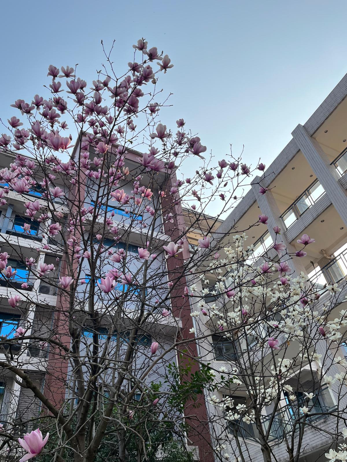 校园玉兰花 王一丹 不必万紫千红，玉兰绽放，便是春天。.JPG